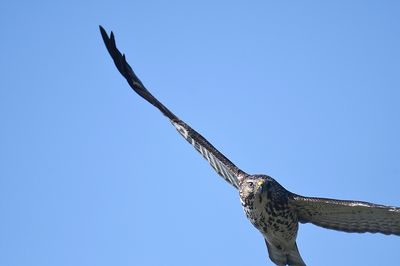 broad-winged hawk BRD8269.JPG