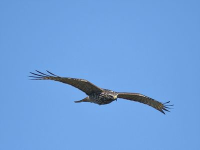 red-shouldered hawk BRD8201.JPG