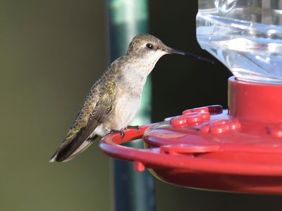 ruby-throated hummingbird BRD8169.JPG