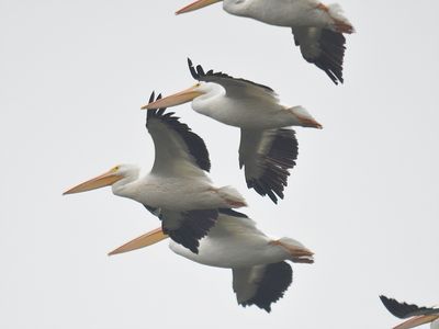 white pelican BRD8301.JPG