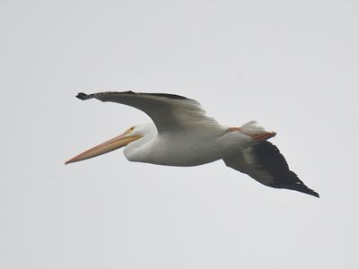 white pelican BRD8303.JPG
