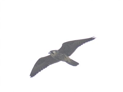peregrine falcon BRD8333.JPG