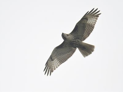 red-tailed hawk BRD8388.JPG