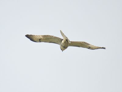 red-tailed hawk BRD8476.JPG