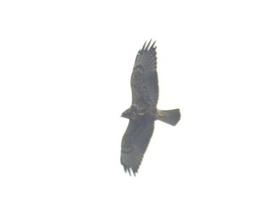 white-tailed hawk BRD8412.JPG