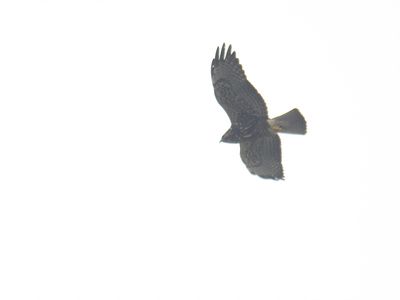 white-tailed hawk BRD8420.JPG