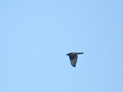 broad-winged hawk BRD8647.JPG
