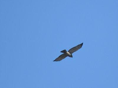 broad-winged hawk BRD8709.JPG