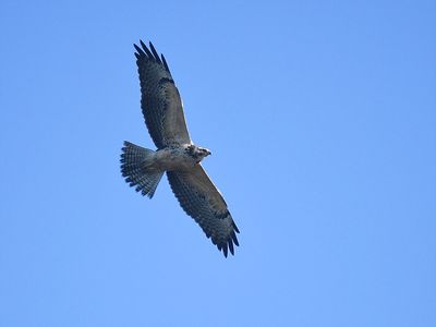 swainson's hawk BRD8567.JPG