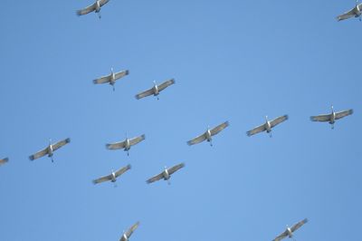 sandhill crane BRD8839.JPG