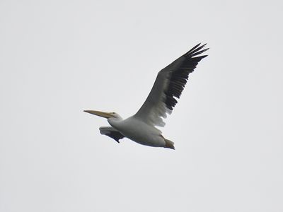 white pelican BRD8809.JPG