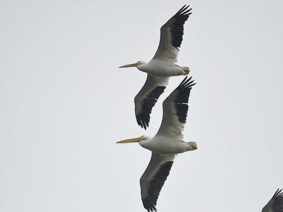 white pelican BRD8811.JPG