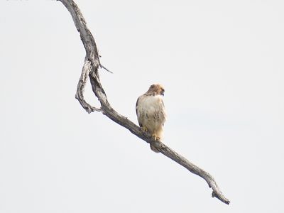 red-tailed hawk BRD9021.JPG