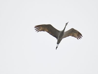 sandhill crane BRD8917.JPG