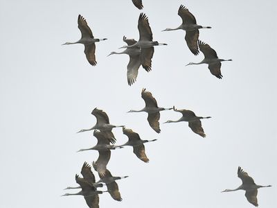 sandhill crane BRD9000.JPG