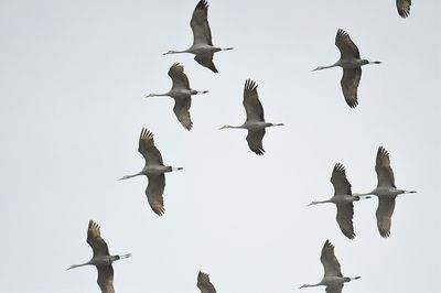 sandhill crane BRD9003.JPG