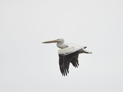 white pelican BRD8941.JPG