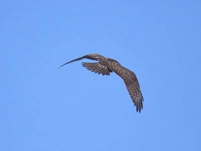 broad-winged hawk BRD9053.JPG