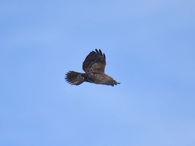 broad-winged hawk BRD9054.JPG