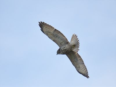 broad-winged hawk BRD9057.JPG