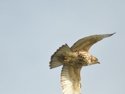 broad-winged hawk BRD9104.JPG