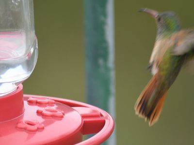 buff-bellied hummingbird BRD9170.JPG