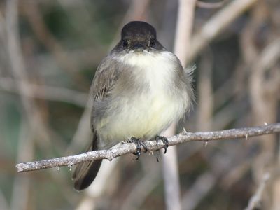 eastern phoebe BRD9026.JPG