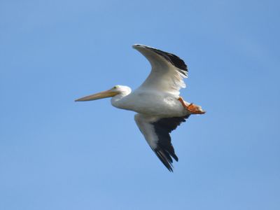 white pelican BRD9080.JPG
