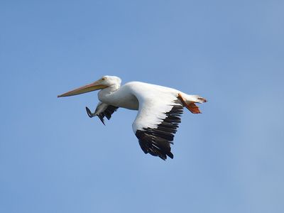 white pelican BRD9081.JPG