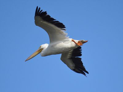white pelican BRD9088.JPG