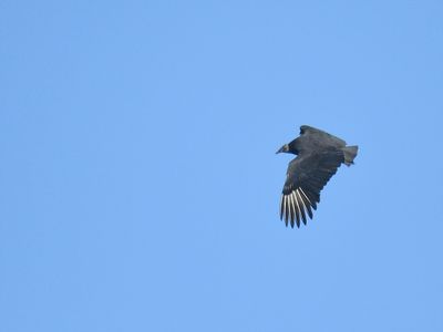 black vulture_BRD9225.JPG