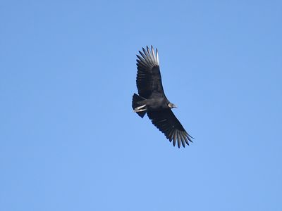black vulture_BRD9228.JPG