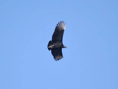black vulture_BRD9229.JPG