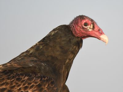 turkey vulture_BRD9172.JPG