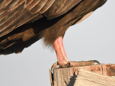 turkey vulture_BRD9176.JPG