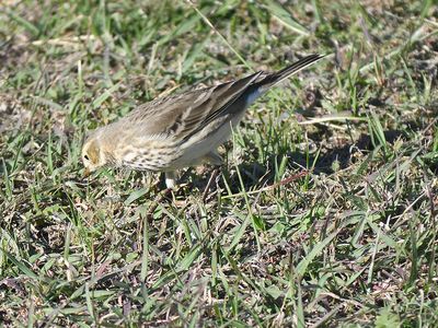 american pipit BRD9360.JPG