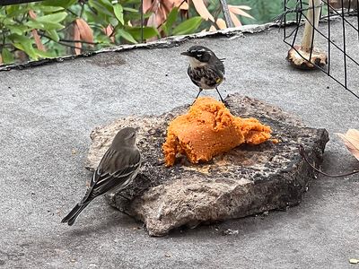 yellow-rumped warbler.JPG