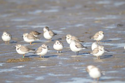 piping plover band BRD0312.JPG