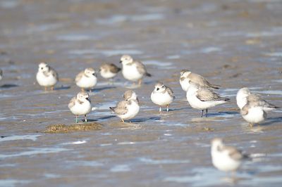 piping plover band BRD0316.JPG