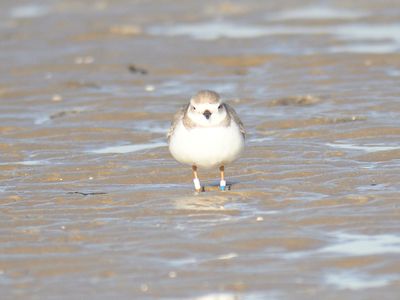 piping plover band BRD0318.JPG