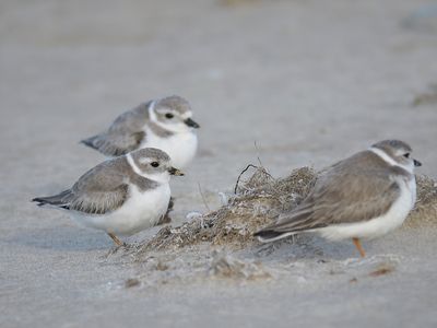 piping plover BRD0299.JPG