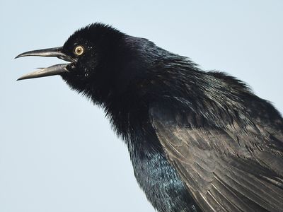 boat-tailed grackle BRD0483.JPG