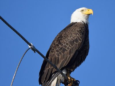 bald eagle BRD0554.JPG