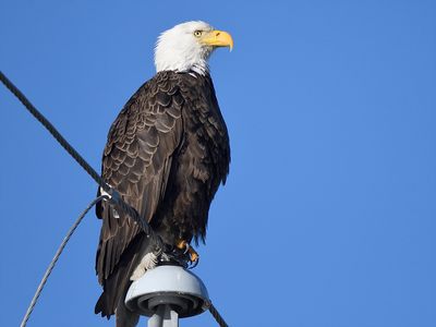 bald eagle BRD0579.JPG