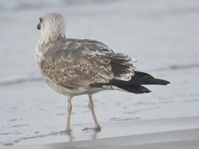 lesser black-backed gull BRD0672.JPG