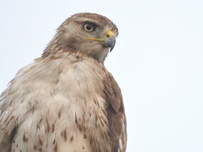 red-tailed hawk BRD0633.JPG