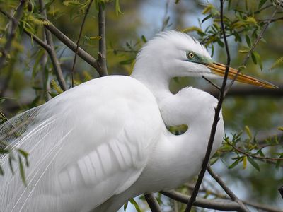 great egret BRD0878.JPG