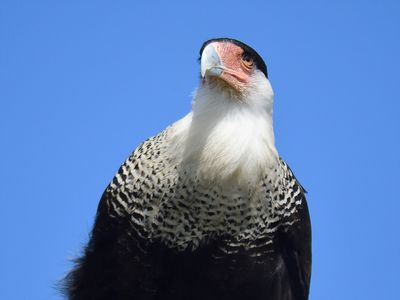 crested caracara BRD0852.JPG