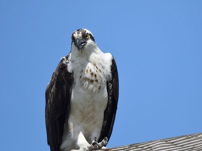 osprey BRD0859.JPG