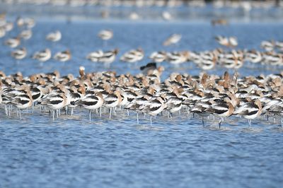 american avocet BRD0769.JPG